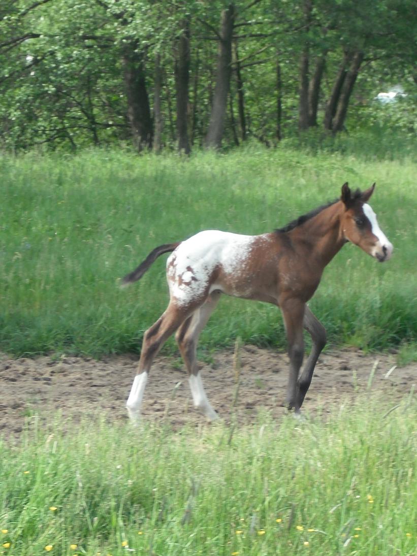 Jitřenka a hříbák 021w