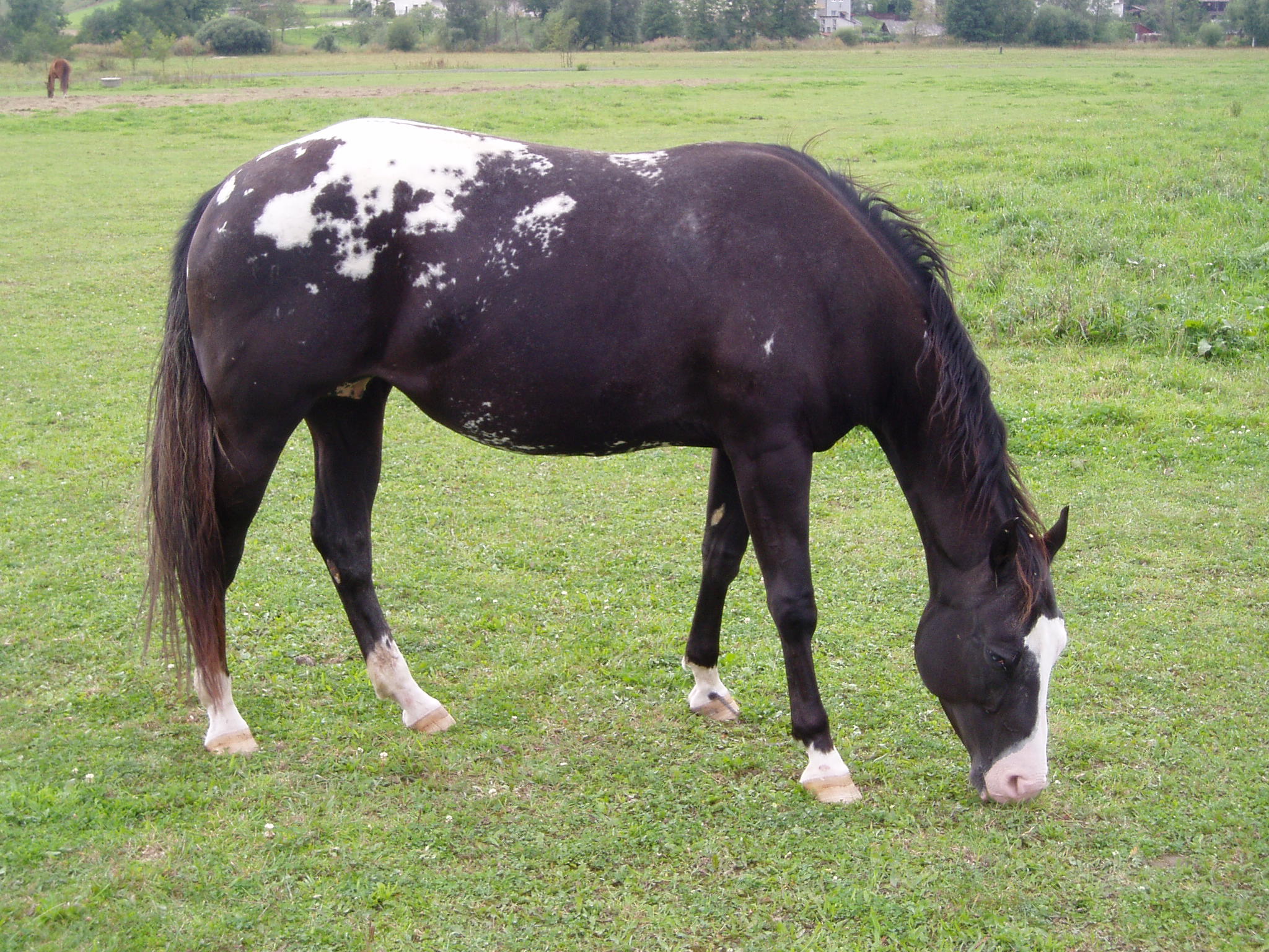Frenký075.jpg